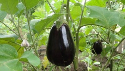 Eggplants