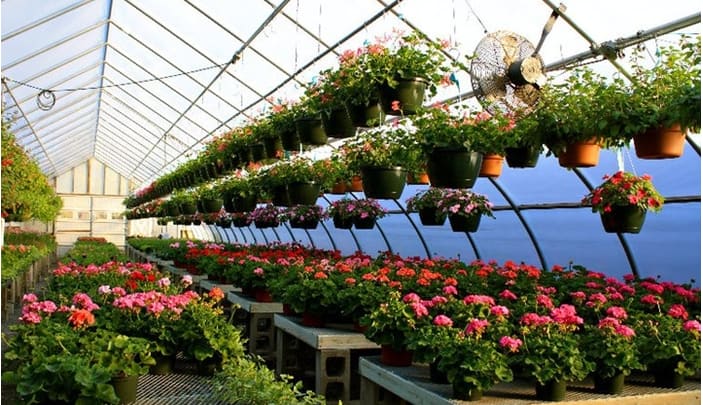 Plant Nursery