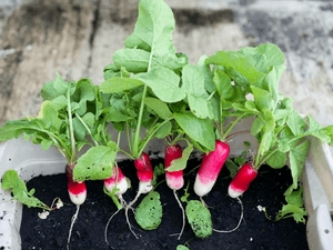 Radish