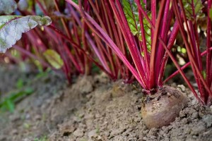 Beets 