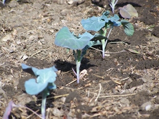 Brussels sprouts