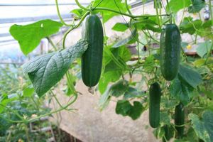 Cucumbers