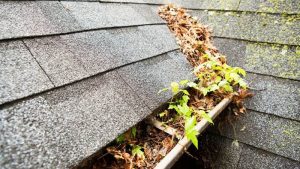 Clogged Gutters