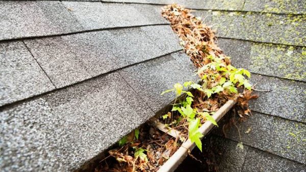 Clogged Gutters