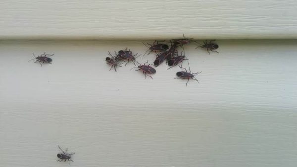 Vinyl Siding and Bugs