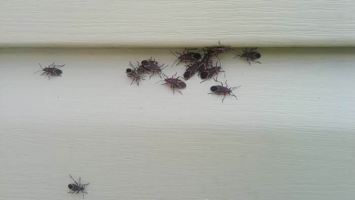 Vinyl Siding and Bugs