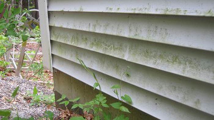 algea on vinyl siding