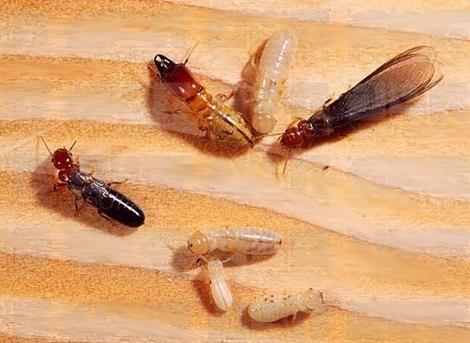 Drywood Termites