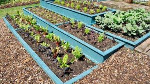 Painting-garden-beds