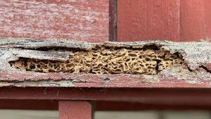 Termites Spread