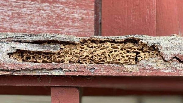 Termites Spread