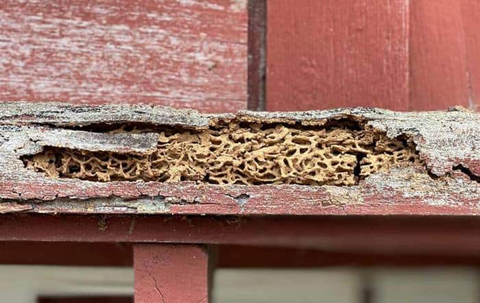 Termites Spread