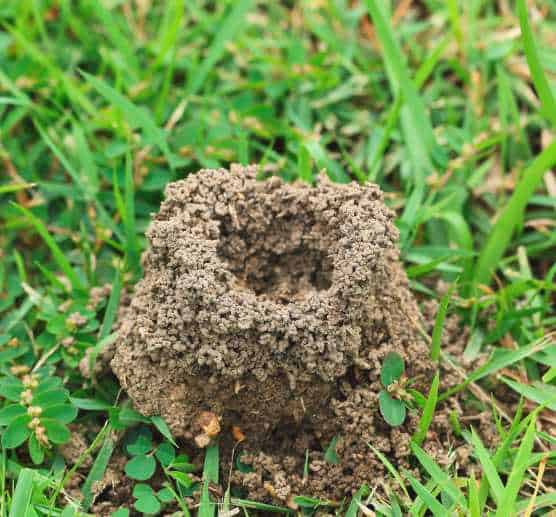 Termites in Grass