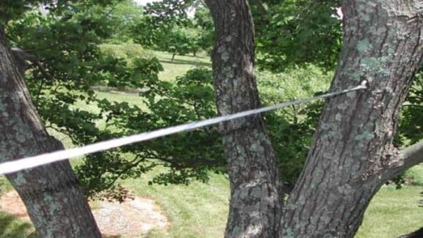 Tree Cabling