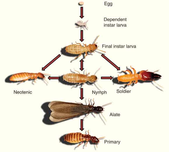 Dampwood termites