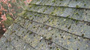 mold-on-shingles