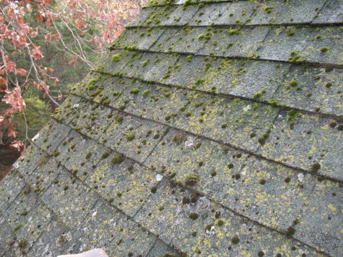 mold-on-shingles