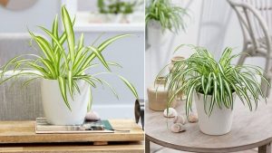 plant Breaking