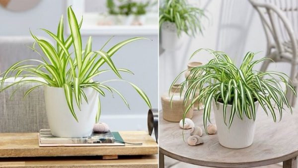 plant Breaking
