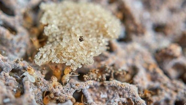 termite eggs