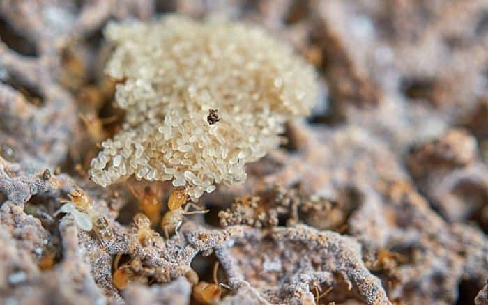 termite eggs