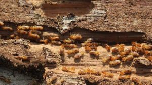 termites