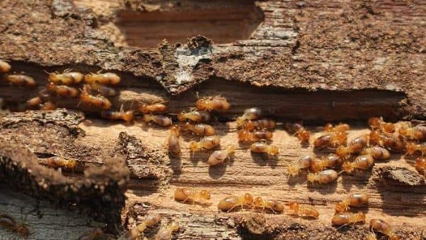 termites