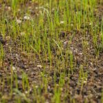 Grass Seed