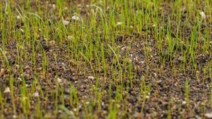 Grass Seed