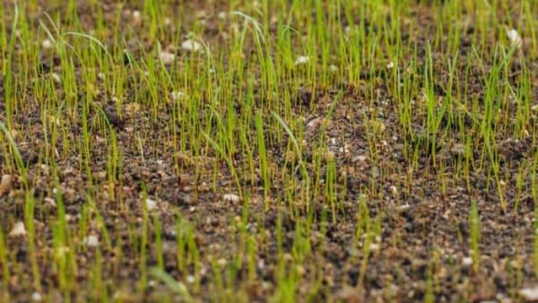 Grass Seed