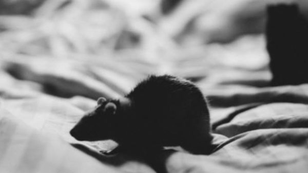 Mice