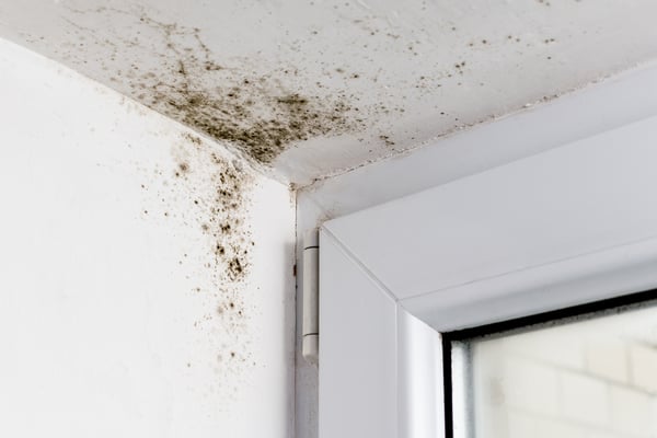 mold in the ceiling